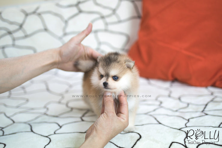 Rolly Teacup Puppies (SOLD to Kua) Blake - Pomsky. M.