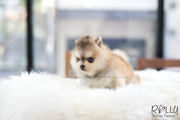 Rolly Teacup Puppies (SOLD to Kua) Blake - Pomsky. M.