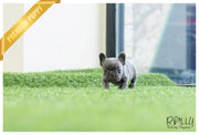 Rolly Teacup Puppies (SOLD to Jackson) Blu - French Bulldog. M.