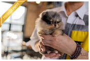 Rolly Teacup Puppies (PURCHASED by Johnson) BLUE - Pomeranian. F.