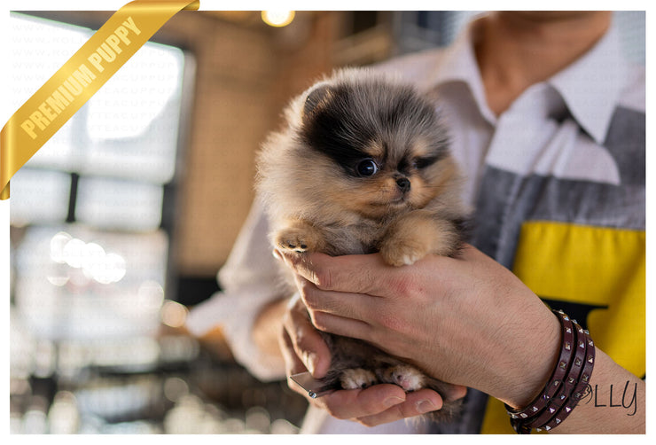 Rolly Teacup Puppies (PURCHASED by Johnson) BLUE - Pomeranian. F.