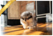 Rolly Teacup Puppies (PURCHASED by Johnson) BLUE - Pomeranian. F.