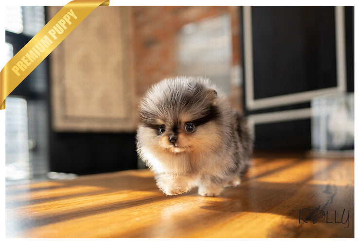 Rolly Teacup Puppies (PURCHASED by Johnson) BLUE - Pomeranian. F.