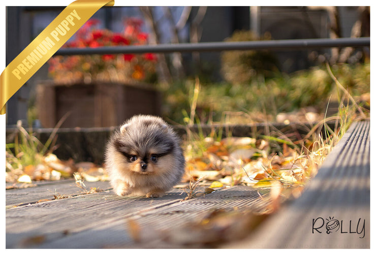 Rolly Teacup Puppies (PURCHASED by Johnson) BLUE - Pomeranian. F.