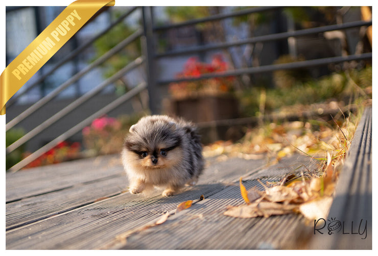 Rolly Teacup Puppies (PURCHASED by Johnson) BLUE - Pomeranian. F.