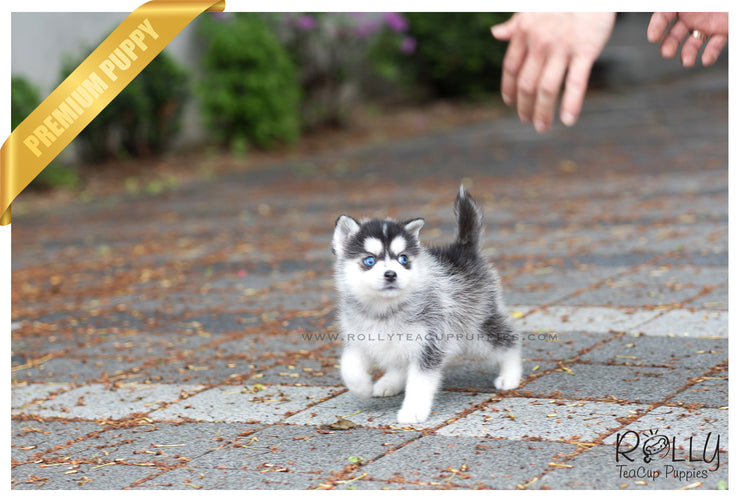 Rolly Teacup Puppies (SOLD to Jones) Blue - Pomsky. M.