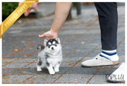 Rolly Teacup Puppies (SOLD to Jones) Blue - Pomsky. M.