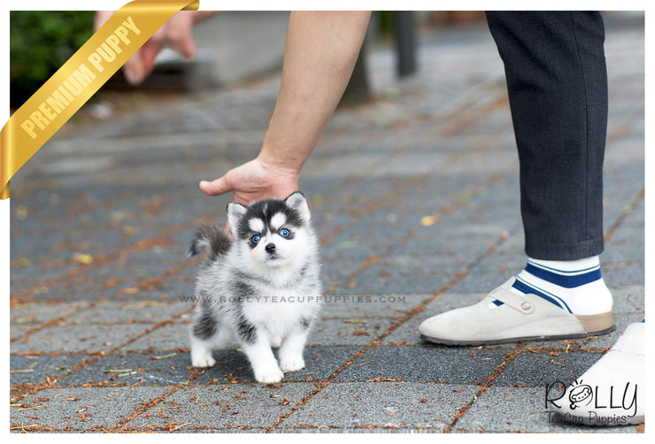 Rolly Teacup Puppies (SOLD to Jones) Blue - Pomsky. M.