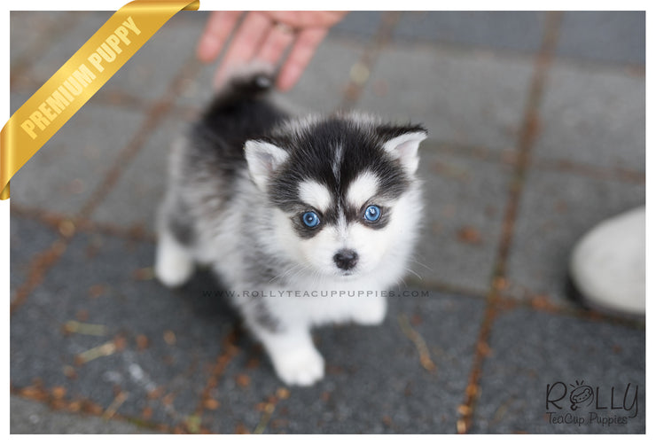 Rolly Teacup Puppies (SOLD to Jones) Blue - Pomsky. M.