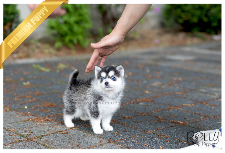 Rolly Teacup Puppies (SOLD to Jones) Blue - Pomsky. M.