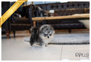 Rolly Teacup Puppies (Purchased by Balajadia) Blueberry - Pomeranian. F.