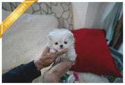 Rolly Teacup Puppies (Purchased by Hill) BO - Maltese. M.
