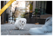Rolly Teacup Puppies (Purchased by Hill) BO - Maltese. M.