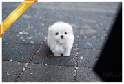 Rolly Teacup Puppies (Purchased by Hill) BO - Maltese. M.
