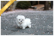 Rolly Teacup Puppies (Purchased by Hill) BO - Maltese. M.