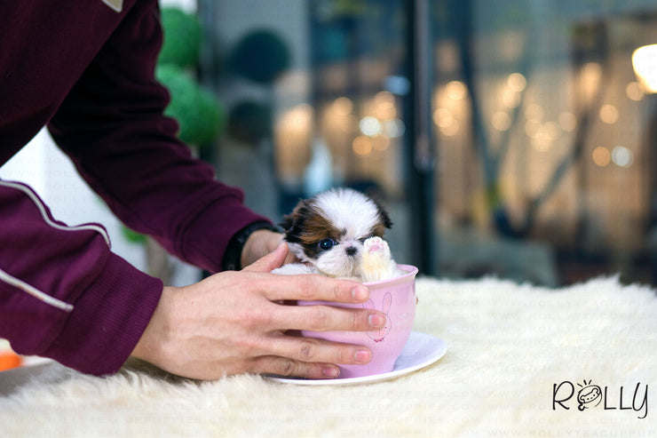 Rolly Teacup Puppies (Purchased by Wolstein) Bo - Shih Tzu. M.