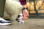 Rolly Teacup Puppies (Purchased by Wolstein) Bo - Shih Tzu. M.