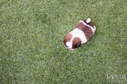 Rolly Teacup Puppies (SOLD to Kostrunek) Boba - Shih Tzu. M.