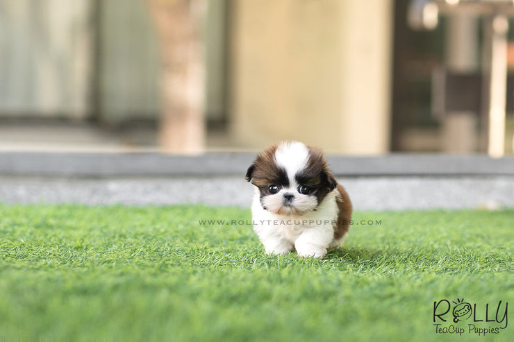 Rolly Teacup Puppies (SOLD to Kostrunek) Boba - Shih Tzu. M.