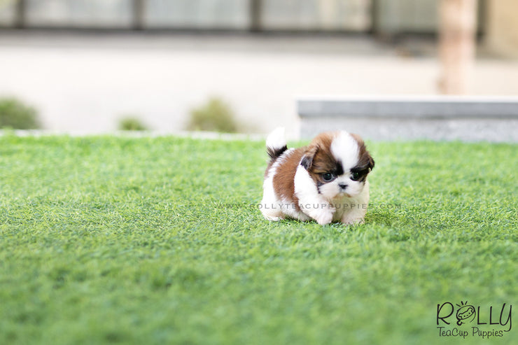 Rolly Teacup Puppies (SOLD to Kostrunek) Boba - Shih Tzu. M.