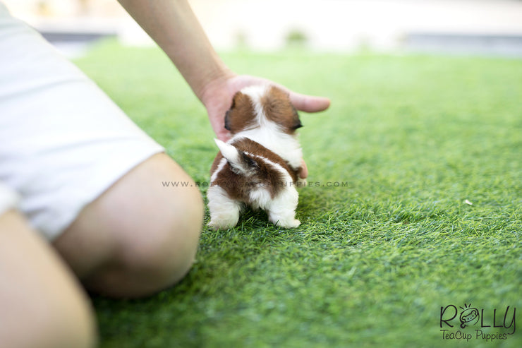 Rolly Teacup Puppies (SOLD to Kostrunek) Boba - Shih Tzu. M.