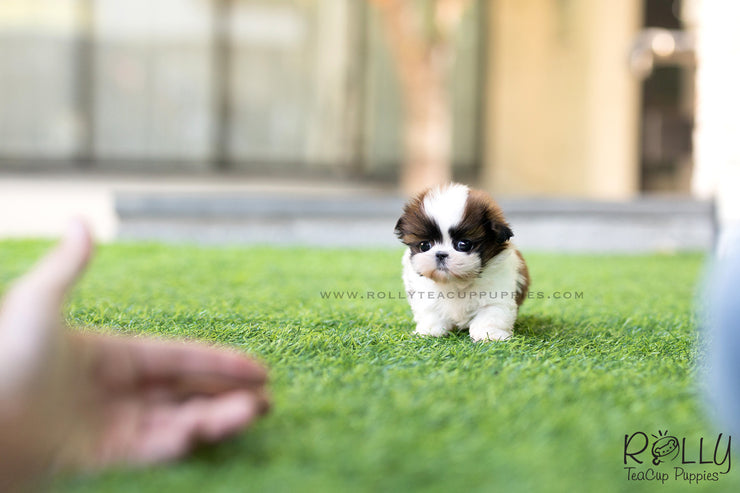 Rolly Teacup Puppies (SOLD to Kostrunek) Boba - Shih Tzu. M.