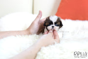 Rolly Teacup Puppies (SOLD to Kostrunek) Boba - Shih Tzu. M.
