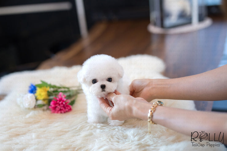 Rolly Teacup Puppies (Purchased by Mu)Bolt - Bichon. M.