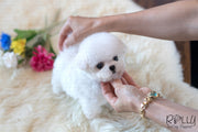 Rolly Teacup Puppies (Purchased by Mu)Bolt - Bichon. M.
