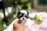 Rolly Teacup Puppies (Purchased by Ls) Bolt - Morkie. M.