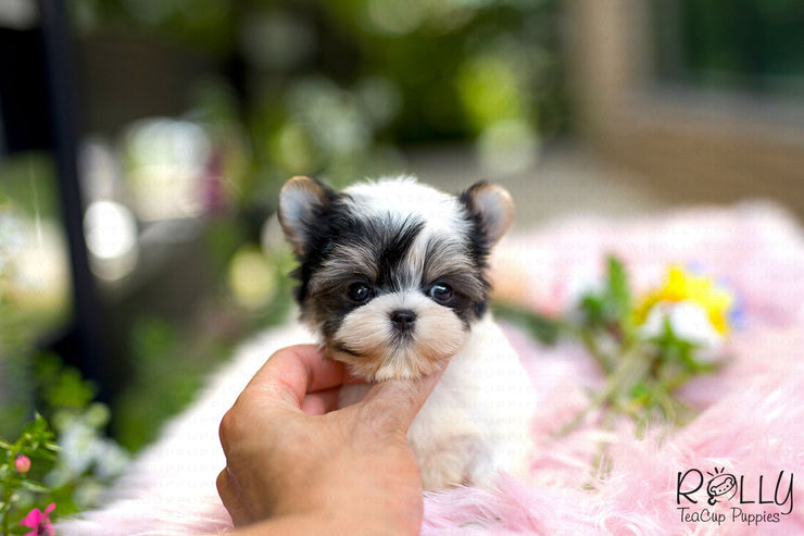 Rolly Teacup Puppies (Purchased by Ls) Bolt - Morkie. M.