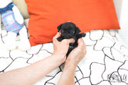 Rolly Teacup Puppies (SOLD to Barrett) Bonnie - Pug. F.