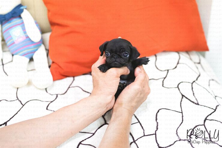 Rolly Teacup Puppies (SOLD to Barrett) Bonnie - Pug. F.