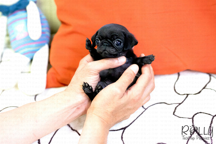 Rolly Teacup Puppies (SOLD to Barrett) Bonnie - Pug. F.