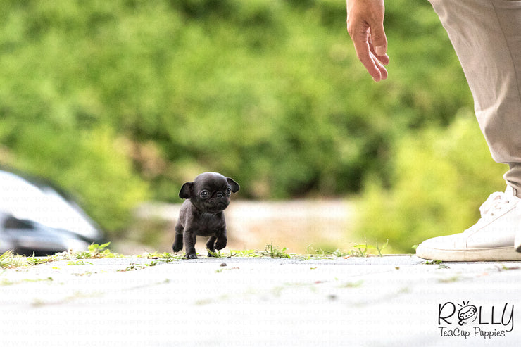 Rolly Teacup Puppies (SOLD to Barrett) Bonnie - Pug. F.