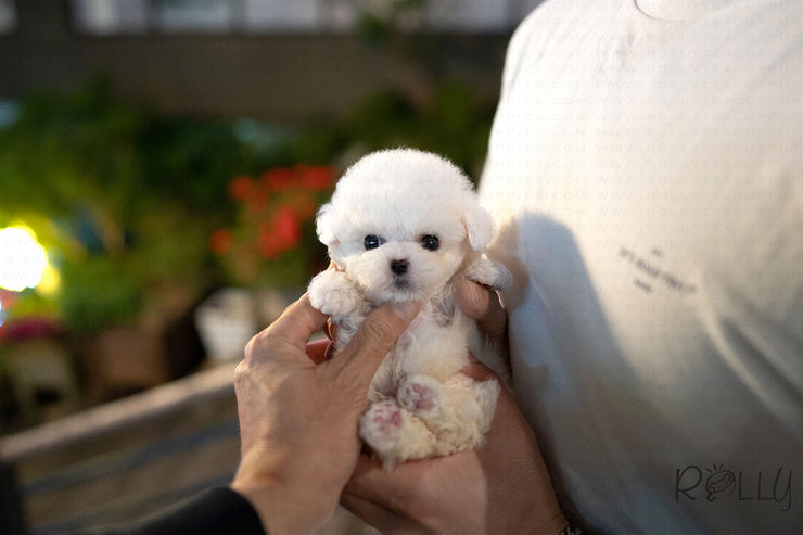 Rolly Teacup Puppies (PURCHASED by Stone) BONO - Bichon. M.