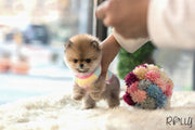 Rolly Teacup Puppies (Purchased by Fines) Boo - Pomeranian. F.