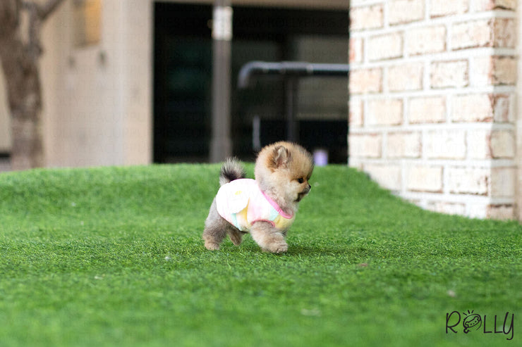 Rolly Teacup Puppies (Purchased by Fines) Boo - Pomeranian. F.