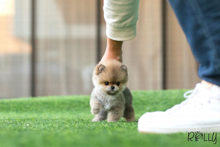 Rolly Teacup Puppies (Purchased by Fines) Boo - Pomeranian. F.