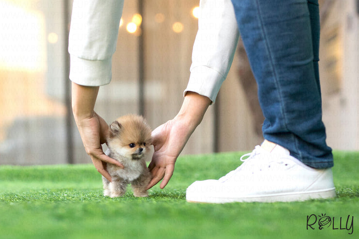 Rolly Teacup Puppies (Purchased by Fines) Boo - Pomeranian. F.