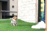 Rolly Teacup Puppies (Purchased by Fines) Boo - Pomeranian. F.