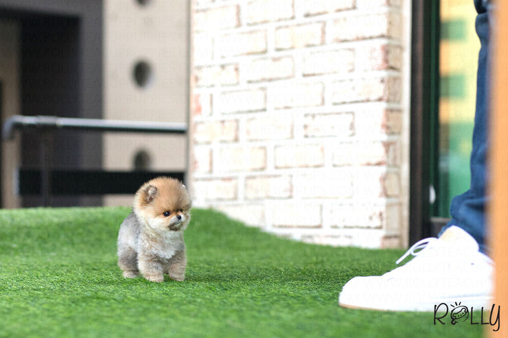 Rolly Teacup Puppies (Purchased by Fines) Boo - Pomeranian. F.