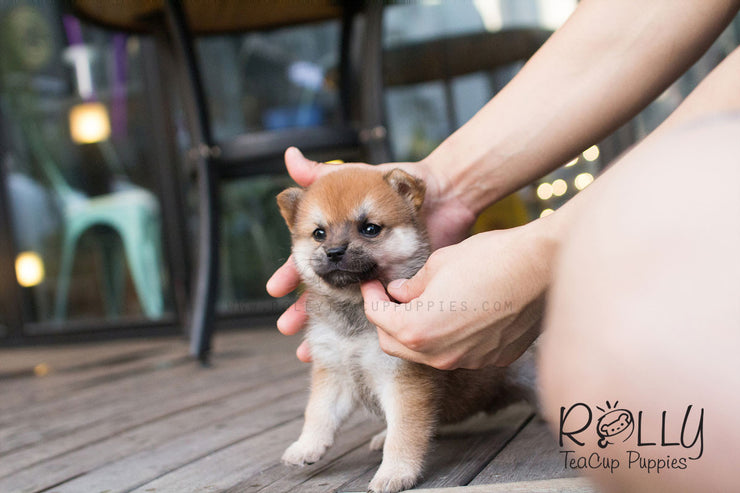 Rolly Teacup Puppies Boo - Shiba Inu.