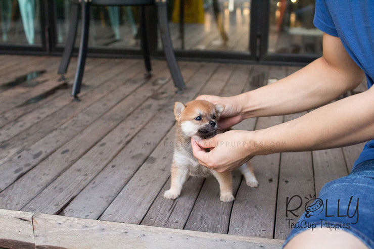 Rolly Teacup Puppies Boo - Shiba Inu.