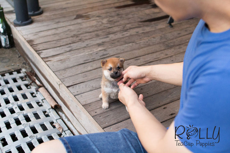 Rolly Teacup Puppies Boo - Shiba Inu.