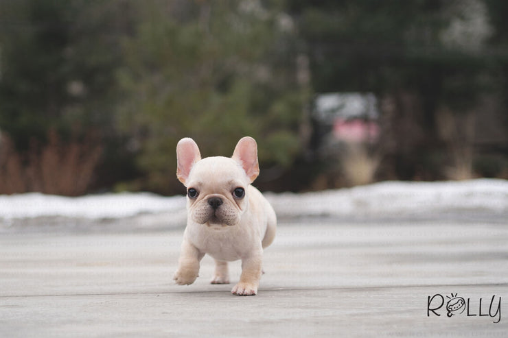 Rolly Teacup Puppies (PURCHASED by Mina) BOOKI - French. M.