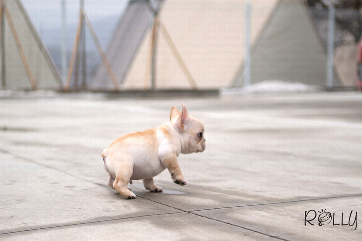 Rolly Teacup Puppies (PURCHASED by Mina) BOOKI - French. M.