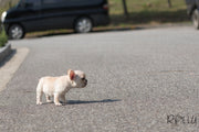 Rolly Teacup Puppies (Purchased by Norman) Brie - French Bulldog. F.