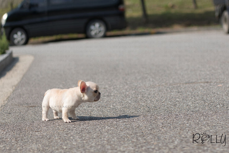 Rolly Teacup Puppies (Purchased by Norman) Brie - French Bulldog. F.