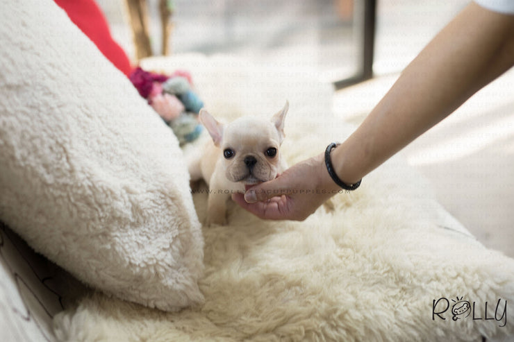 Rolly Teacup Puppies (Purchased by Norman) Brie - French Bulldog. F.